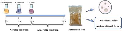Three-stage fermentation of the feed and the application on weaned piglets